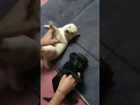 Lil pup's enjoying belly rub #labradorretriever#petsofinstagram #petlove #cutedog