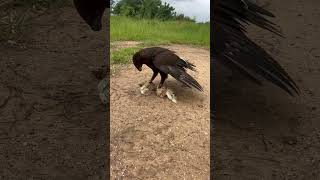 Download lagu Amazing hawk eagle hunting bird #youtube #birdhunting #youtubeshorts #hunting #birds #youtuber mp3