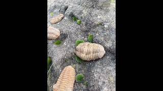 Trilobit 70g