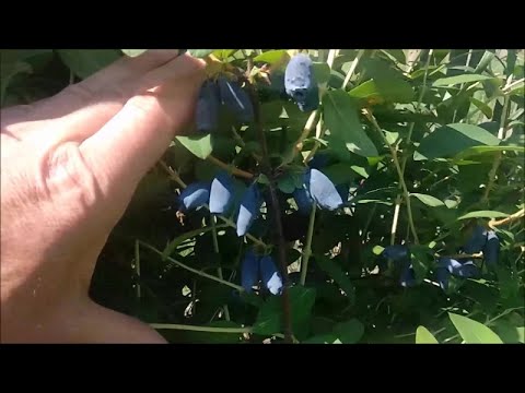 Potravinová soběstačnost - Jahody, Zimolez, Jedlý les a Člověk v jarní zahradě....