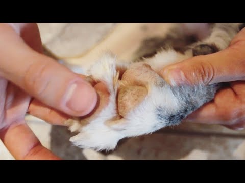 What To Do If Puppy Paws CRACK! | a fast solution