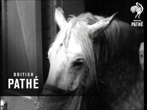 White Mouse And Horse (1937) Video