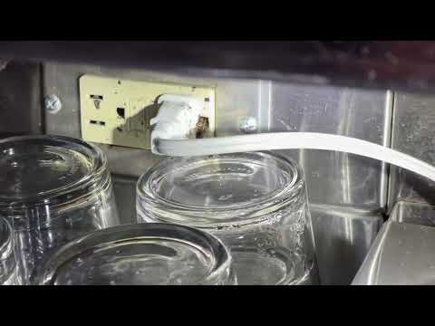 Cockroaches Infesting the Bar Top in Red Bank, NJ