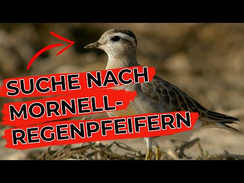Der süßeste Vögel überhaupt!