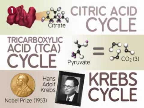 クエン酸サイクル。反応 (The Citric Acid Cycle: The Reactions)