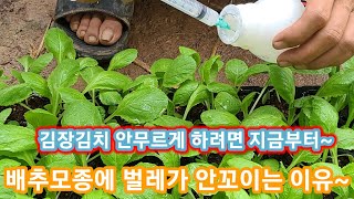 김장배추 모종에 벌레가 안꼬이는 이유와 김장김치가 안무르게 하려면 지금부터~