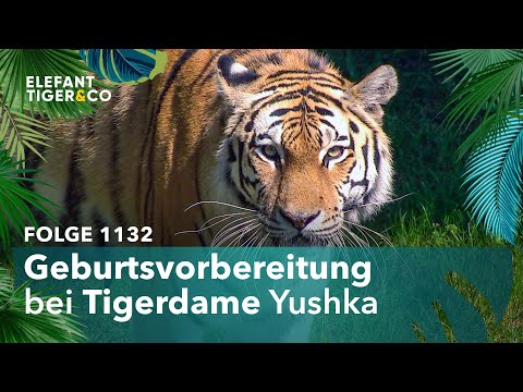 Nachwuchshoffnung bei den Tigern des Zoo Leipzig (Folge 1132) | Elefant, Tiger & Co. | MDR