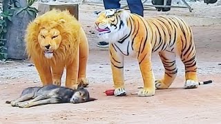 Troll Prank dog & fake Lion and Fake Tiger Pra