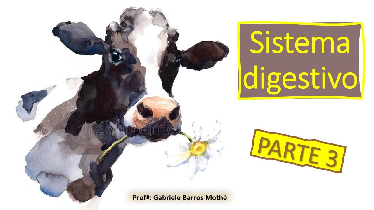 SISTEMA DIGESTIVO - parte 3 (anatomia veterinária)