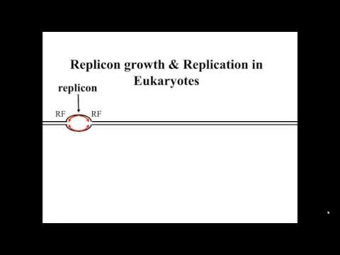 Eukaryotic Replicons in S Phase