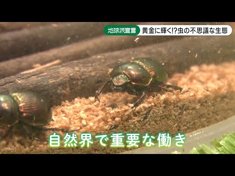 コガネムシは何を食べるのですか？彼らはあなたの庭への脅威ですか？  庭園