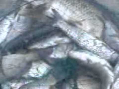 PESCUIT BANITA EPISODUL 2