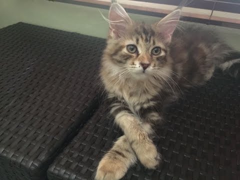 Wondercoons Mainecoon Kitten Having their fun