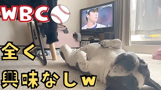 WBC優勝で列島が興奮の中、今日もマイペース😅