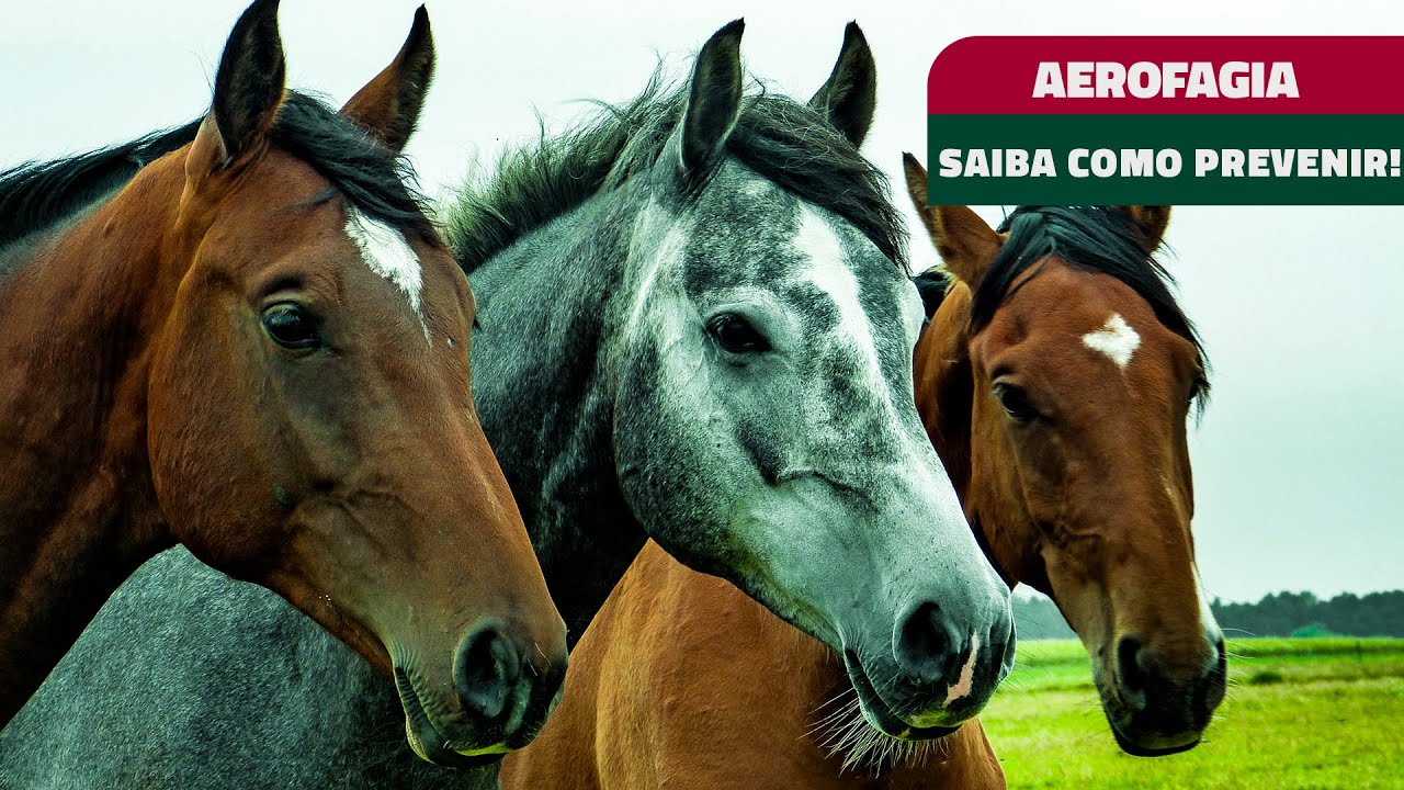 VOCÊ SABE O QUE É AEROFAGIA EM EQUINOS?