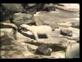 Classic Sesame Street Polar Bears On Film