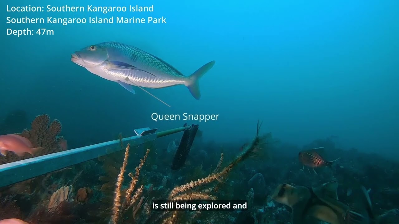 Marine teaching resources – Studying Mesophotic reefs in SA