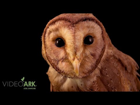 Tyto nigrobrunnea Indonesia
