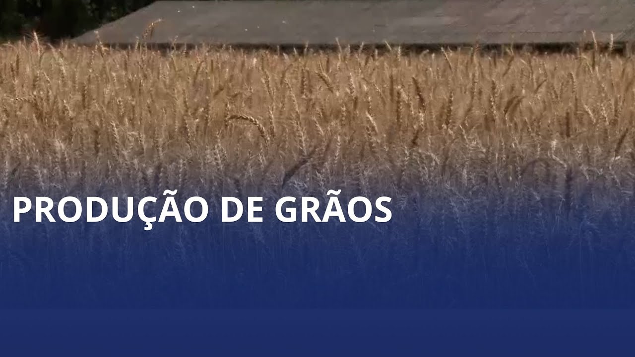 Trigo registra nova queda nos preços e soja tem leve alta