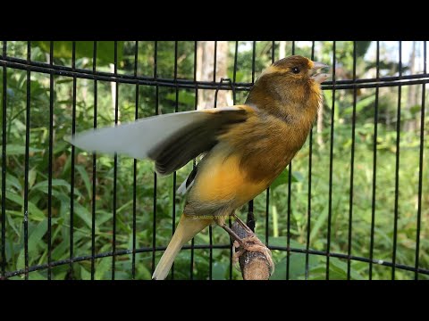 CANTO PARA ENSINAR CANÁRIO BELGA 1 Hora de Canto ! CANÁRIO BELGA VAI CANTAR MUITO!