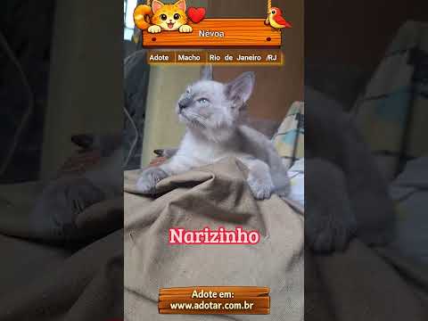 Vídeo de Névoa