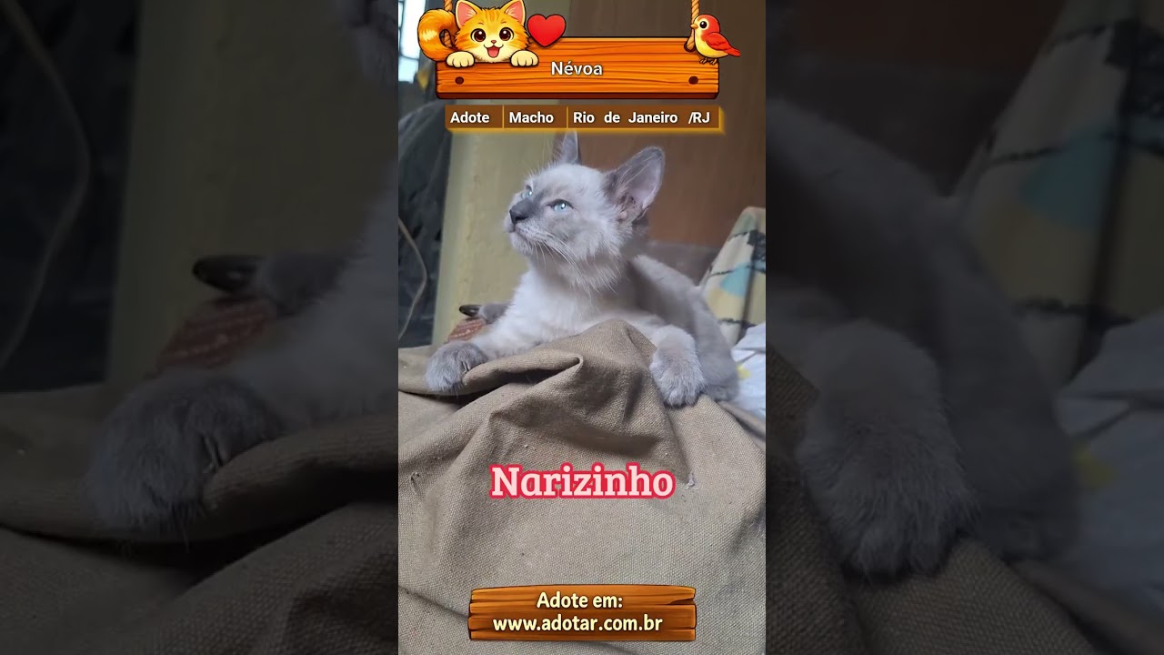 Gato raça SRD-ViraLata idade 2 a 6 meses nome Névoa