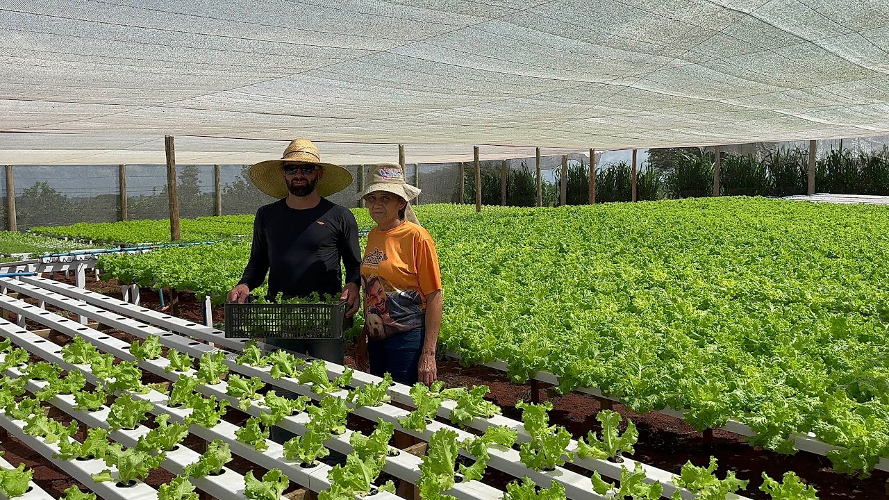 Mãe e filho ￼ trabalhando junto e produzindo verduras🥬 🥬 para abastecer os supermercados …