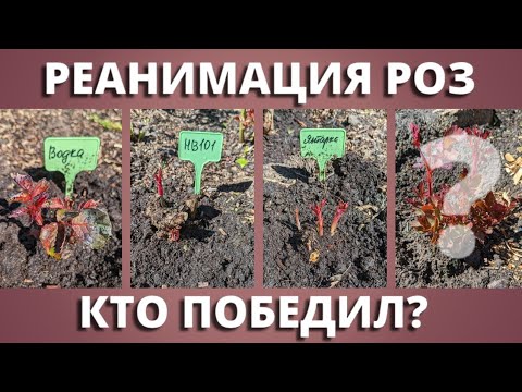 РЕЗУЛЬТАТ РЕАНИМАЦИИ РОЗ. От водки до новых технологий.17 мая 2024 г.