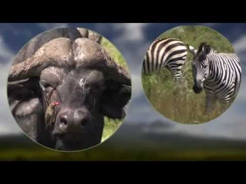 What to see & experience in Arusha National Park