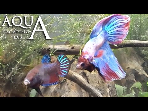 Aquascaping Lab - Betta Splendens Breeding Reproduction / Siamese Combattente Riproduzione