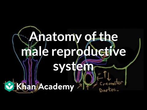 Anatomy of the male reproductive system | Reproductive system physiology | NCLEX-RN | Khan Academy Video