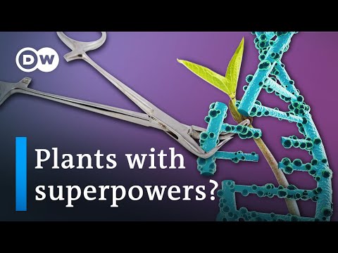 Why we may HAVE TO genetically engineer crops to ensure food security