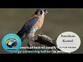 🦅 All About the American Kestrel | North America’s Smallest Falcon (Falco sparverius)