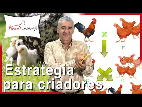 , title : 'Cómo mejorar la línea en las gallinas: estrategia para criadores'