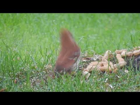 Brown Thrasher Choosing Peanuts over Feeder