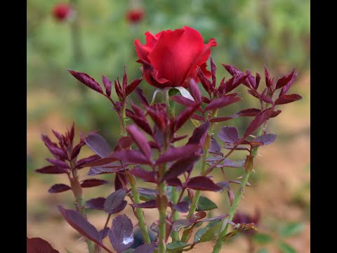 download lagu mp3 mp4 When To Add Bone Meal To Roses, download lagu When To Add Bone Meal To Roses gratis, unduh video klip When To Add Bone Meal To Roses