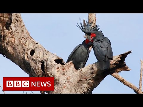棕櫚鳳頭鸚鵡。為什麼一種獨特的 "鼓聲 "鳥類處於危險之中 - BBC News (Palm cockatoo: Why a unique ‘drumming’ bird is in peril - BBC News)