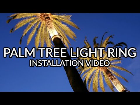 YouTube video about: Why you don't put lights on palm trees?