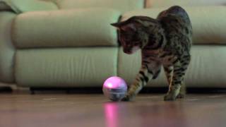 Sphero Robotic Ball: игрушка для домашнего питомца