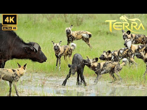 Perros Salvajes: El Depredador Más Despiadado de las Praderas de África | Animales Salvajes