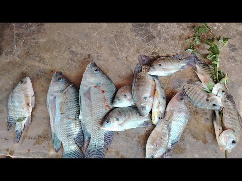Pescaria em mutunópolis Goiás de tilápia 🎣🎣🎣🎣👍