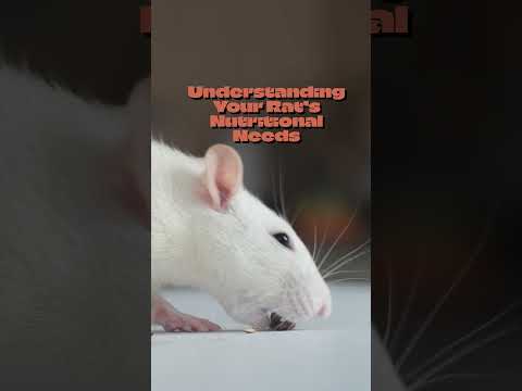 Essential Rats Diet and Feeding Tips eBook