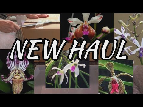 NEW Schwerter orchideen orchid haul unboxing