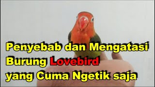 Download lagu Penyebab dan Mengatasi Burung Lovebird yang Cuma Ngetik saja mp3