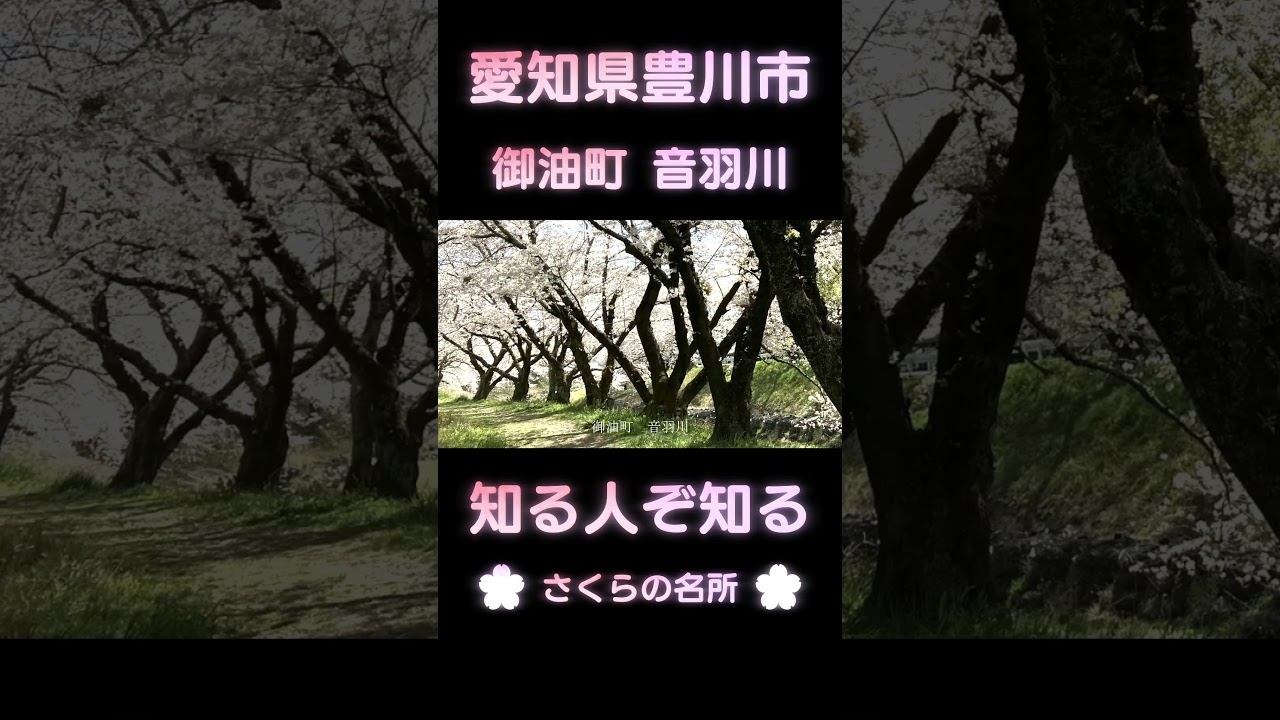 豊川市　御油町　音羽川　桜　 #shots