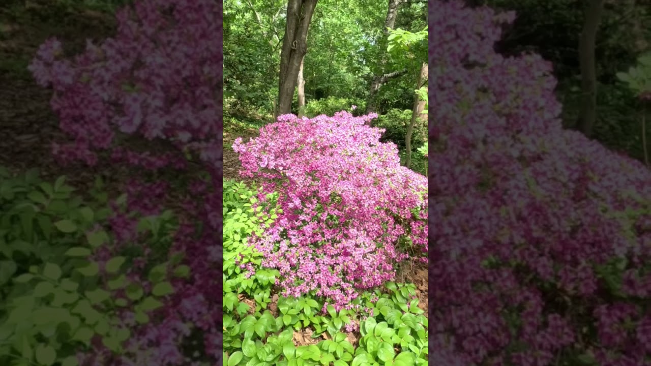 👀GORGEOUS! Full Bloom Spring in DC at National Arboretum.