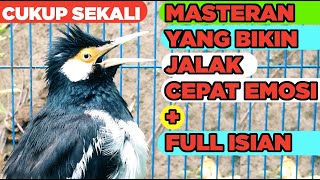 Download lagu Burung Jalak Suren Jantan Gacor Memanggil Betina Full Isian Suara Unik Mewah mp3