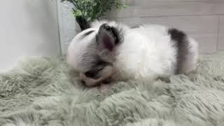 チワワ（ロング）の動画01