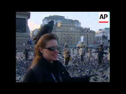 UK: LONDON: TRAFALGAR SQUARE PIGEONS (V)