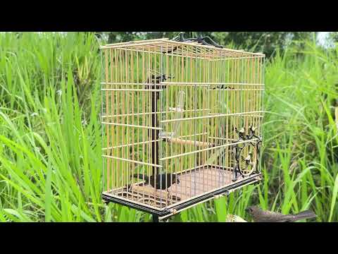 Curió: GREGO🇬🇷.. Nova Ipixuna do Pará